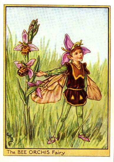 Bee Orchis Flower Fairy Vintage Print by Cicely Mary Barker