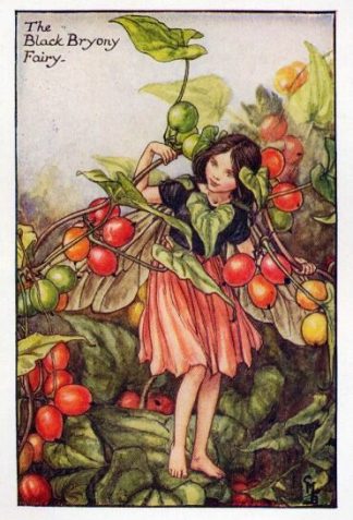 Black Bryony Flower Fairy Vintage Print by Cicely Mary Barker
