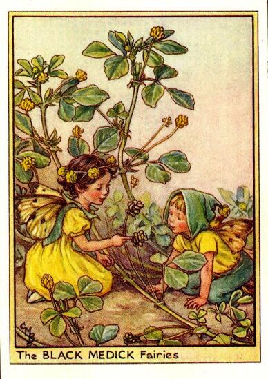 Black Medick Flower Fairy Vintage Print by Cicely Mary Barker