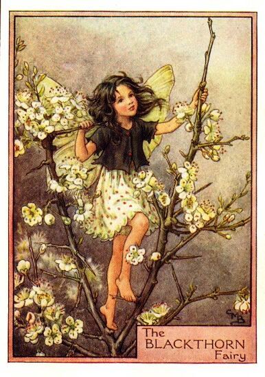 Blackthorn Flower Fairy Vintage Print by Cicely Mary Barker