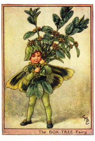 Box Tree Flower Fairy Vintage Print by Cicely Mary Barker