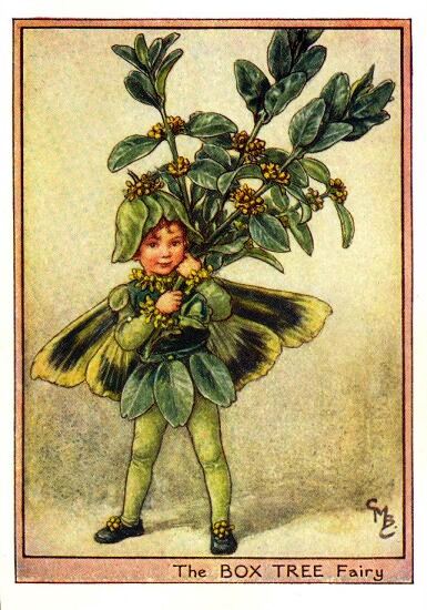 Box Tree Flower Fairy Vintage Print by Cicely Mary Barker