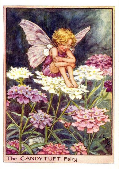 Candytuft Flower Fairy Vintage Print by Cicely Mary Barker