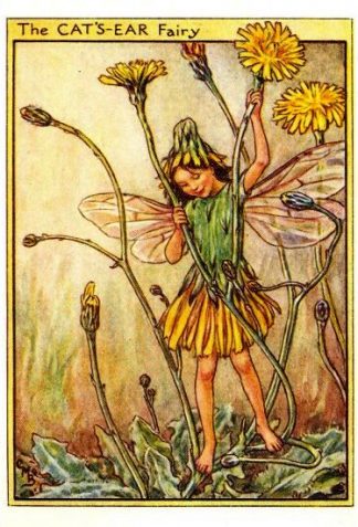 Cat's-Ear Flower Fairy Vintage Print by Cicely Mary Barker