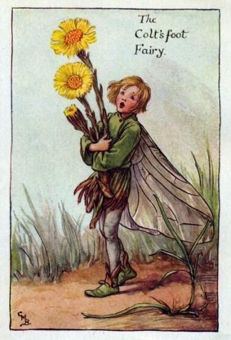 Colt'sfoot Flower Fairy Vintage Print by Cicely Mary Barker