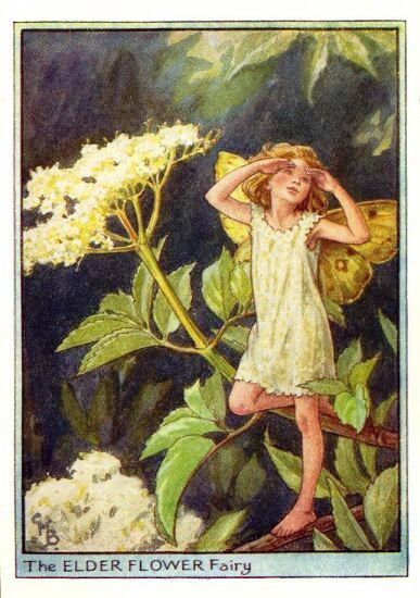Elder Flower Fairy Vintage Print by Cicely Mary Barker