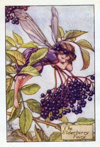 Elderberry Flower Fairy Vintage Print by Cicely Mary Barker