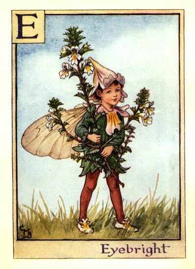 Eyebright Flower Fairy Vintage Print by Cicely Mary Barker