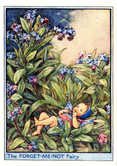 Forget-me-Not Garden Flower Fairy Vintage Print by Cicely Mary Barker