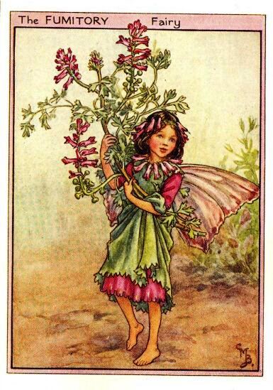 Fumitory Flower Fairy Vintage Print by Cicely Mary Barker