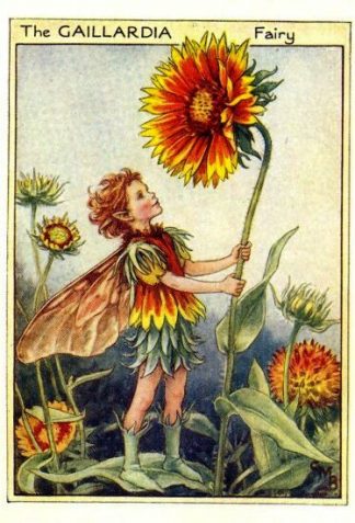 Gaillardia Flower Fairy Vintage Print by Cicely Mary Barker