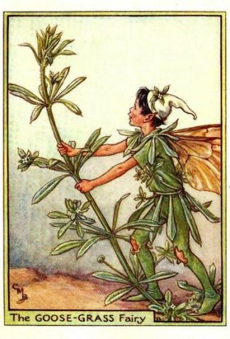 Goose-Grass Flower Fairy Vintage Print by Cicely Mary Barker