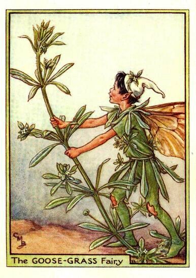 Goose-Grass Flower Fairy Vintage Print by Cicely Mary Barker