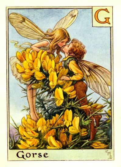 Gorse Flower Fairy Vintage Print by Cicely Mary Barker