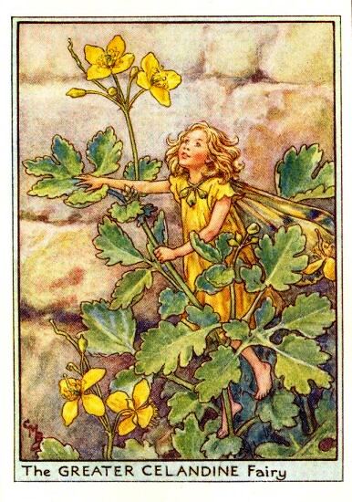 Greater Celandine Flower Fairy Vintage Print by Cicely Mary Barker