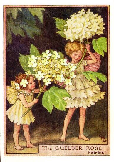 Guelder Rose Flower Fairy Vintage Print by Cicely Mary Barker