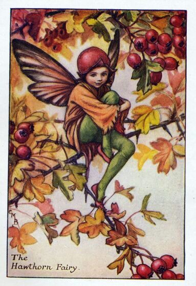 Hawthorn Flower Fairy Vintage Print by Cicely Mary Barker