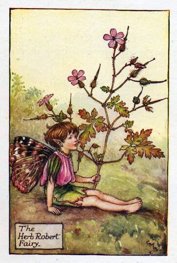 Herb Robert Flower Fairy Vintage Print by Cicely Mary Barker