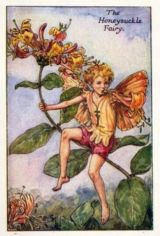 Honeysuckle Flower Fairy Vintage Print by Cicely Mary Barker