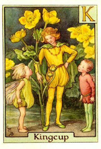 Kingcup Flower Fairy Vintage Print by Cicely Mary Barker