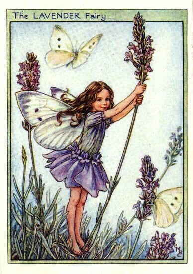 Lavender Flower Fairy Vintage Print by Cicely Mary Barker