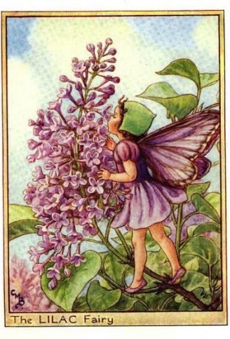 Lilac Flower Fairy Vintage Print by Cicely Mary Barker