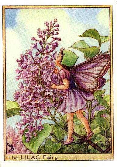 Lilac Flower Fairy Vintage Print by Cicely Mary Barker