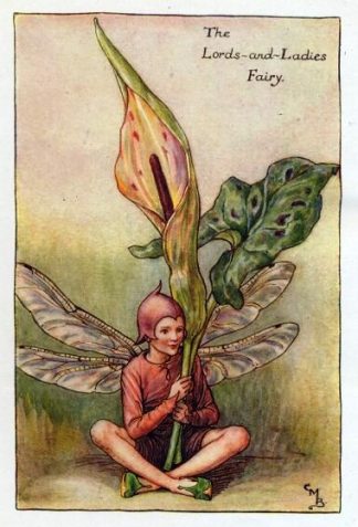 Lords-and-Ladies Spring Flower Fairy Vintage Print by Cicely Mary Barker