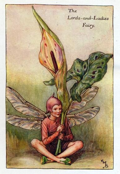 Lords-and-Ladies Spring Flower Fairy Vintage Print by Cicely Mary Barker