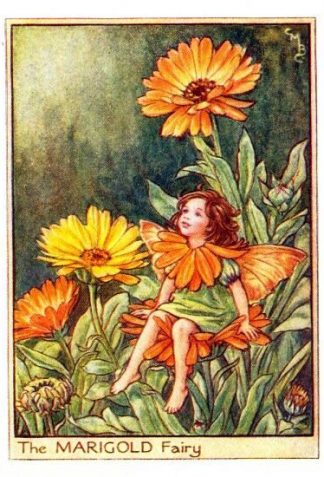 Marigold Flower Fairy Vintage Print by Cicely Mary Barker