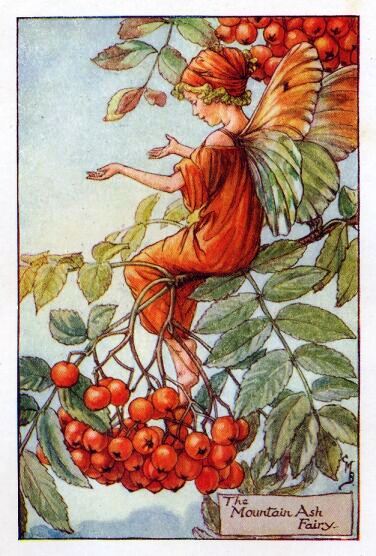 Mountain Ash Flower Fairy Vintage Print by Cicely Mary Barker