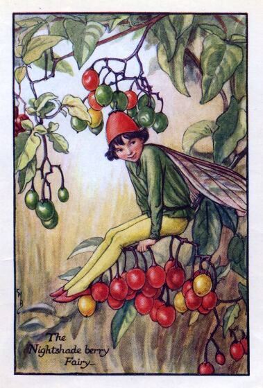 Nightshade Berry Flower Fairy Vintage Print by Cicely Mary Barker