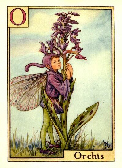 Orchis Flower Fairy Vintage Print by Cicely Mary Barker