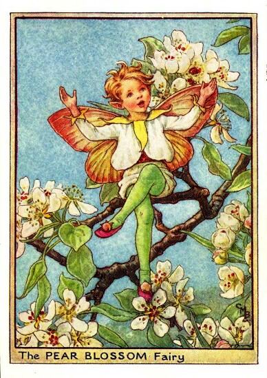 Pear Blossom Flower Fairy Vintage Print by Cicely Mary Barker