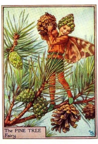 Pine Tree Flower Fairy Vintage Print by Cicely Mary Barker
