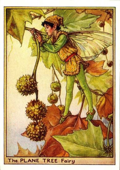 Plane Tree Flower Fairy Vintage Print by Cicely Mary Barker