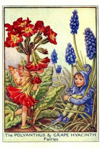 Polyanthus and Grape Hyacinth Flower Fairy Vintage Print by Cicely Mary Barker
