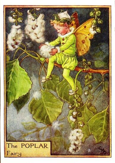 Poplar Flower Fairy Vintage Print by Cicely Mary Barker