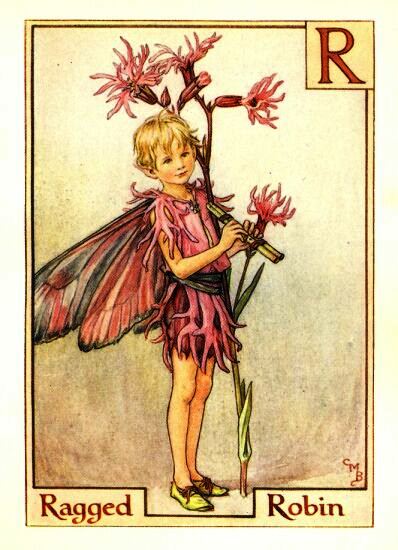 Ragged Robin Flower Fairy Vintage Print by Cicely Mary Barker