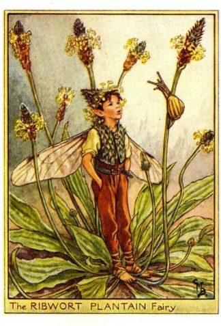Ribwort Plantain Flower Fairy Vintage Print by Cicely Mary Barker