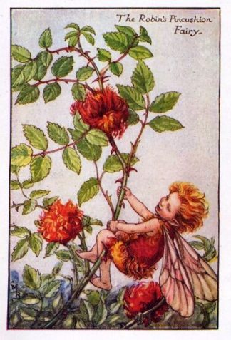 Robin's Pincushion Flower Fairy Vintage Print by Cicely Mary Barker
