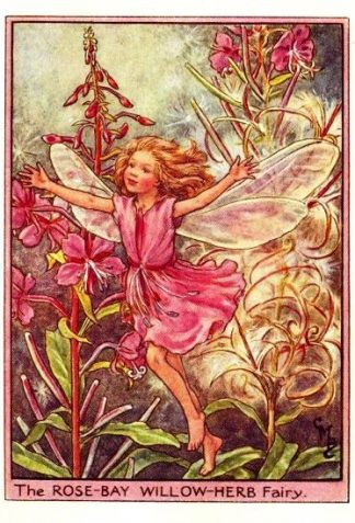 Rose-Bay Willow-Herb Flower Fairy Vintage Print by Cicely Mary Barker
