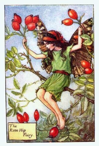 Rosehip Flower Fairy Vintage Print by Cicely Mary Barker