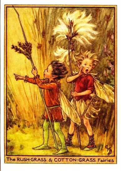 Rush-Grass & Cotton-Grass Flower Fairy Vintage Print by Cicely Mary Barker