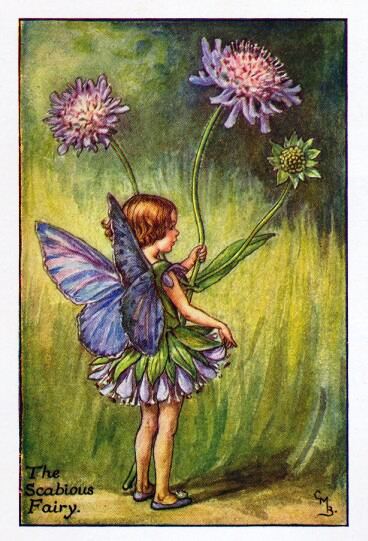 Scabious Flower Fairy Vintage Print by Cicely Mary Barker