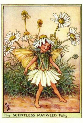 Scentless Mayweed Flower Fairy Vintage Print by Cicely Mary Barker