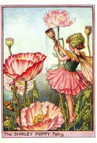 Shirley Poppy Flower Fairy Vintage Print by Cicely Mary Barker