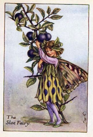 Sloe Flower Fairy Vintage Print by Cicely Mary Barker
