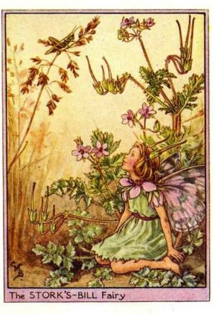 Rose-Bay Willow-Herb Flower Fairy Vintage Print, Cicely Mary Barker ...