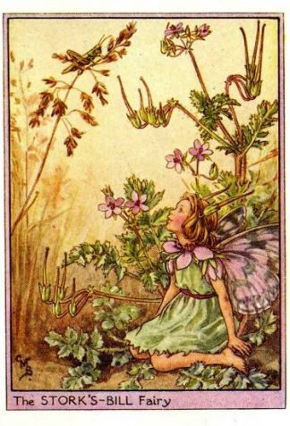 Storks-Bill Flower Fairy Vintage Print by Cicely Mary Barker